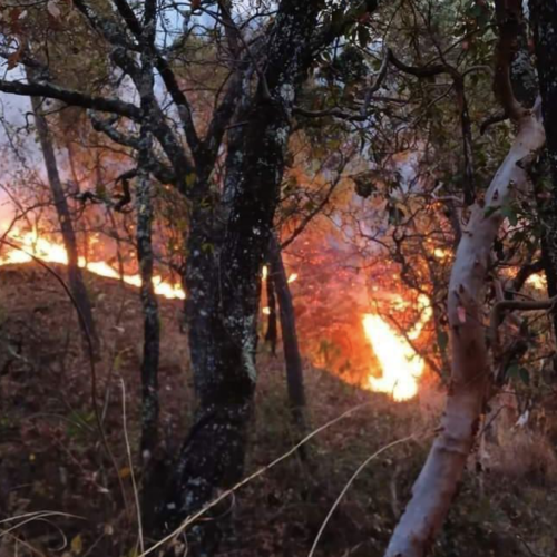 11 incendios consumen bosques de Oaxaca, 9 iniciaron en las últimas 24 horas